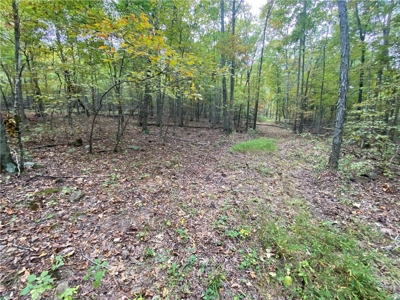 39.75 Newton County Hunting Land/Timber Property For Sale Low Gap - image 15