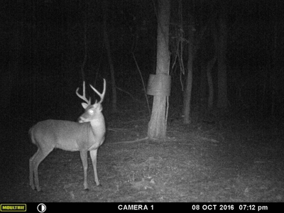 39.75 Newton County Hunting Land/Timber Property For Sale Low Gap - image 23