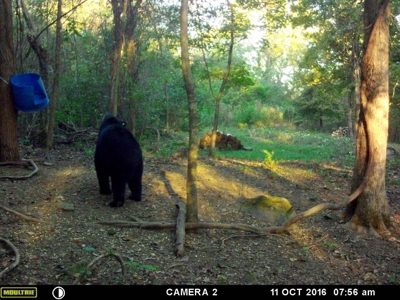 39.75 Newton County Hunting Land/Timber Property For Sale Low Gap - image 27