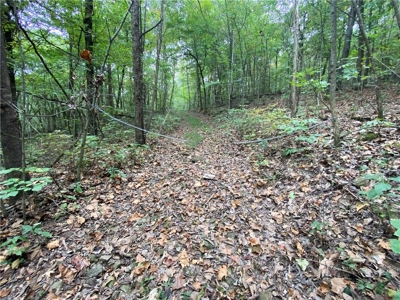39.75 Newton County Hunting Land/Timber Property For Sale Low Gap - image 6