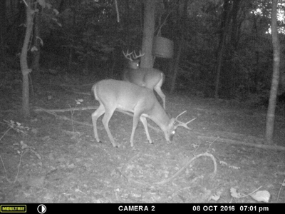 39.75 Newton County Hunting Land/Timber Property For Sale Low Gap - image 25