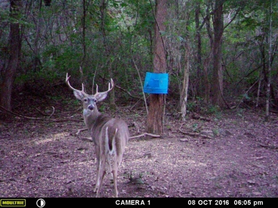 39.75 Newton County Hunting Land/Timber Property For Sale Low Gap - image 24
