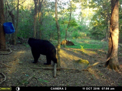 39.75 Newton County Hunting Land/Timber Property For Sale Low Gap - image 26