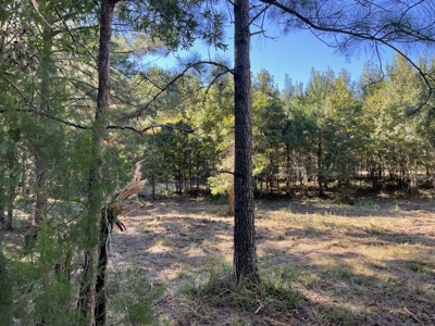 Peaceful Waterfront Living Near the Crystal Coast - 1.4 AC - image 6