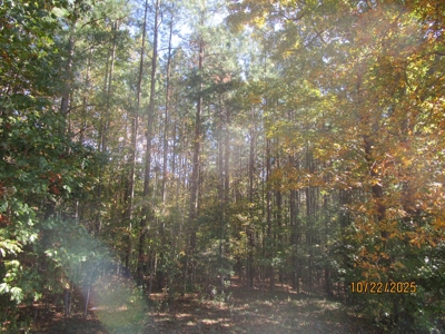 38.82 Acres of Prime Virginia Timberland. Build or Hunt! - image 6
