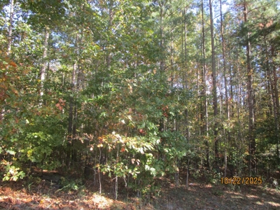 38.82 Acres of Prime Virginia Timberland. Build or Hunt! - image 5