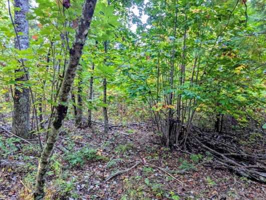 Large Tract of Land for Sale in Check VA