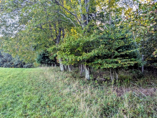 Large Tract of Land for Sale in Check VA