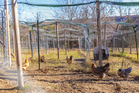 Ozark Farm W/Cave, Springs, Homes, 65 Acres In Northwest Arkansas - image 47