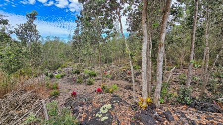 2BR/2BA Hawaii home with dog kennel business, mature landscaping - image 18