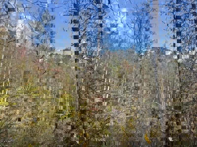 72.28 Acres for Sale in Unicoi County, Tennessee - image 9