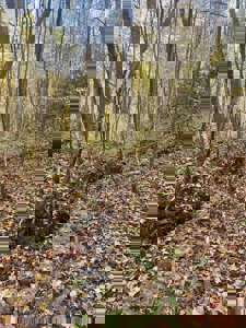 72.28 Acres for Sale in Unicoi County, Tennessee - image 6