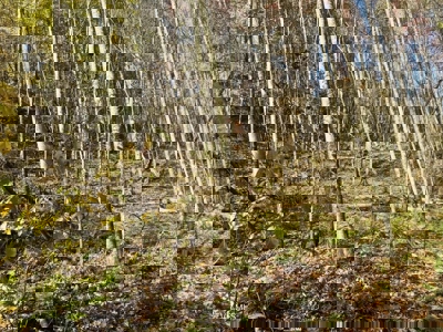 72.28 Acres for Sale in Unicoi County, Tennessee - image 50