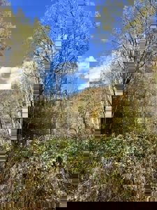 72.28 Acres for Sale in Unicoi County, Tennessee - image 45