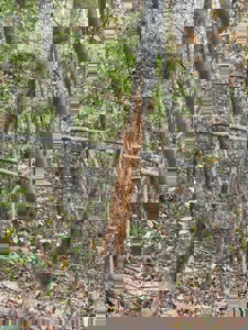 72.28 Acres for Sale in Unicoi County, Tennessee - image 33