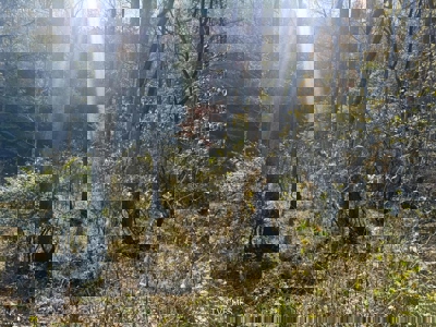 72.28 Acres for Sale in Unicoi County, Tennessee - image 47