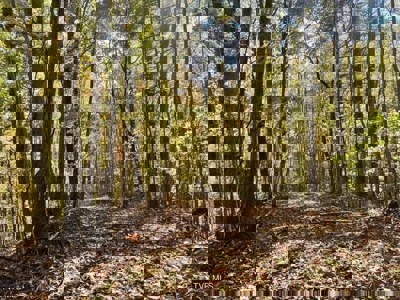 72.28 Acres for Sale in Unicoi County, Tennessee - image 40