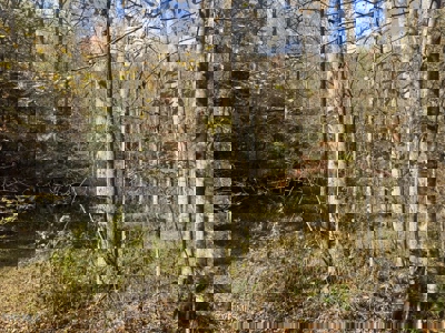 72.28 Acres for Sale in Unicoi County, Tennessee - image 23