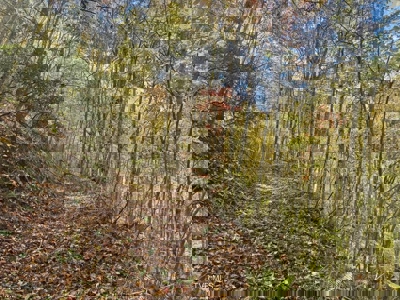 72.28 Acres for Sale in Unicoi County, Tennessee - image 28