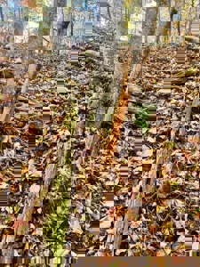 72.28 Acres for Sale in Unicoi County, Tennessee - image 32