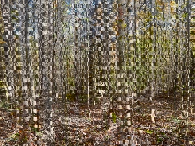 72.28 Acres for Sale in Unicoi County, Tennessee - image 14