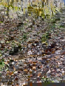 72.28 Acres for Sale in Unicoi County, Tennessee - image 44