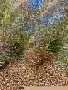 72.28 Acres for Sale in Unicoi County, Tennessee - image 3