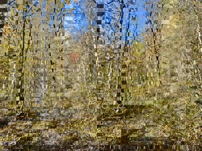 72.28 Acres for Sale in Unicoi County, Tennessee - image 7