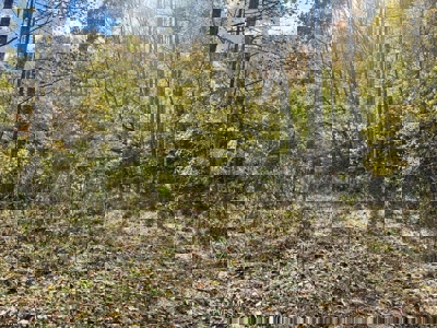 72.28 Acres for Sale in Unicoi County, Tennessee - image 46