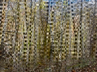 72.28 Acres for Sale in Unicoi County, Tennessee - image 36