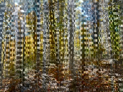 72.28 Acres for Sale in Unicoi County, Tennessee - image 19