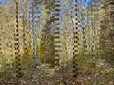 72.28 Acres for Sale in Unicoi County, Tennessee - image 43