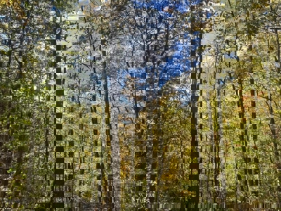 72.28 Acres for Sale in Unicoi County, Tennessee - image 35