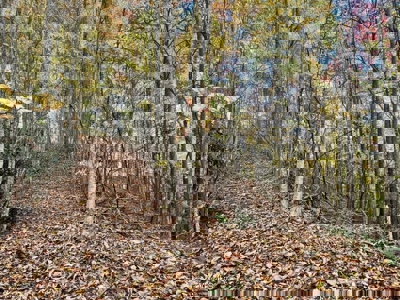 72.28 Acres for Sale in Unicoi County, Tennessee - image 38