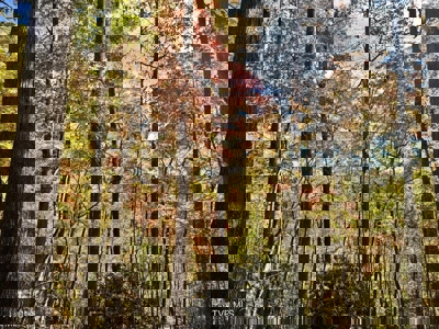 72.28 Acres for Sale in Unicoi County, Tennessee - image 22