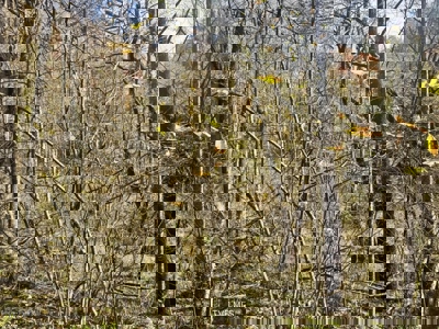 72.28 Acres for Sale in Unicoi County, Tennessee - image 10