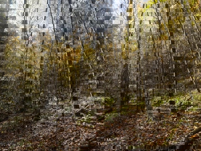 72.28 Acres for Sale in Unicoi County, Tennessee - image 49