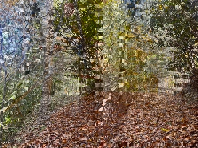 72.28 Acres for Sale in Unicoi County, Tennessee - image 20