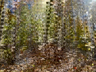 72.28 Acres for Sale in Unicoi County, Tennessee - image 34