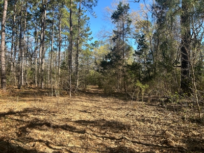 East Texas Hunting & Timber Acreage With Homesites - image 12