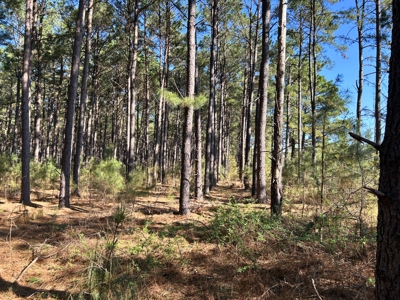 East Texas Hunting & Timber Acreage With Homesites - image 2
