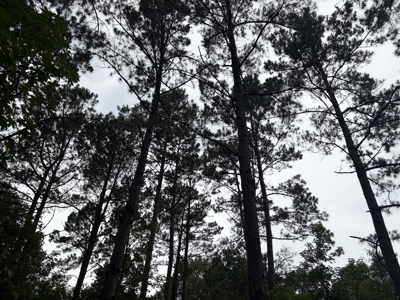 East Texas Hunting & Timber Acreage With Homesites - image 17