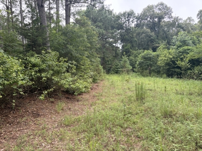 East Texas Hunting & Timber Acreage With Homesites - image 13