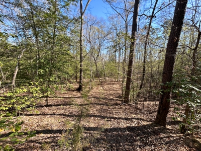 East Texas Hunting & Timber Acreage With Homesites - image 4