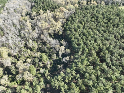 East Texas Hunting & Timber Acreage With Homesites - image 5