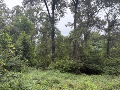 East Texas Hunting & Timber Acreage With Homesites - image 14