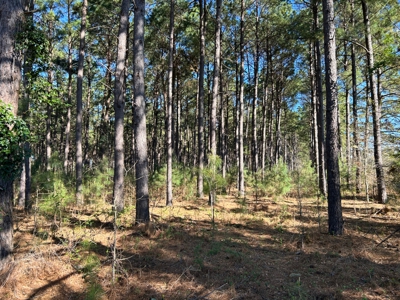 East Texas Hunting & Timber Acreage With Homesites - image 3