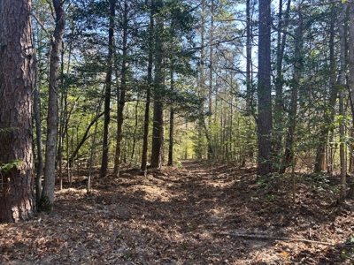 East Texas Hunting & Timber Acreage With Homesites - image 9