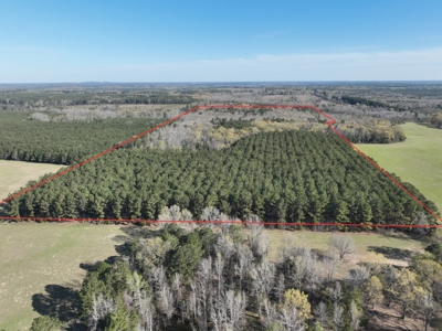East Texas Hunting & Timber Acreage With Homesites - image 6