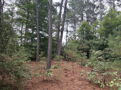 East Texas Hunting & Timber Acreage With Homesites - image 15